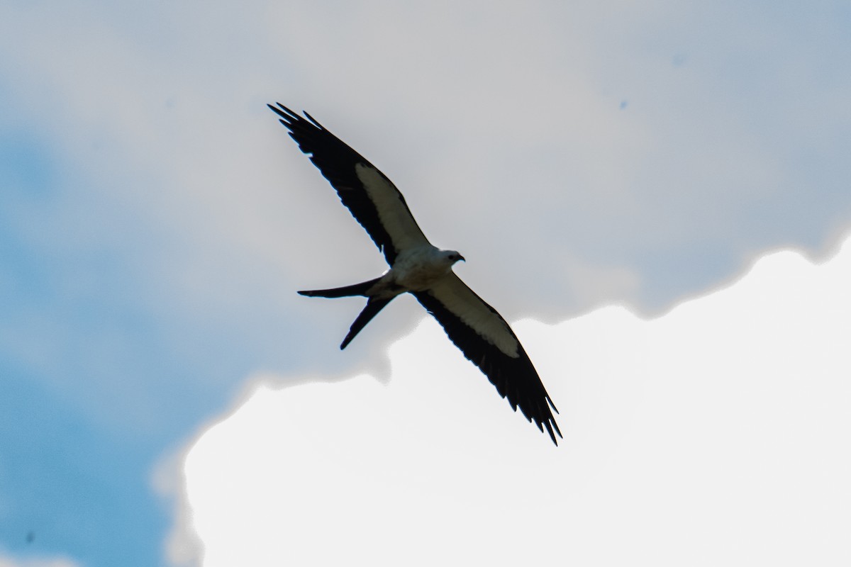 Swallow-tailed Kite - ML232858831