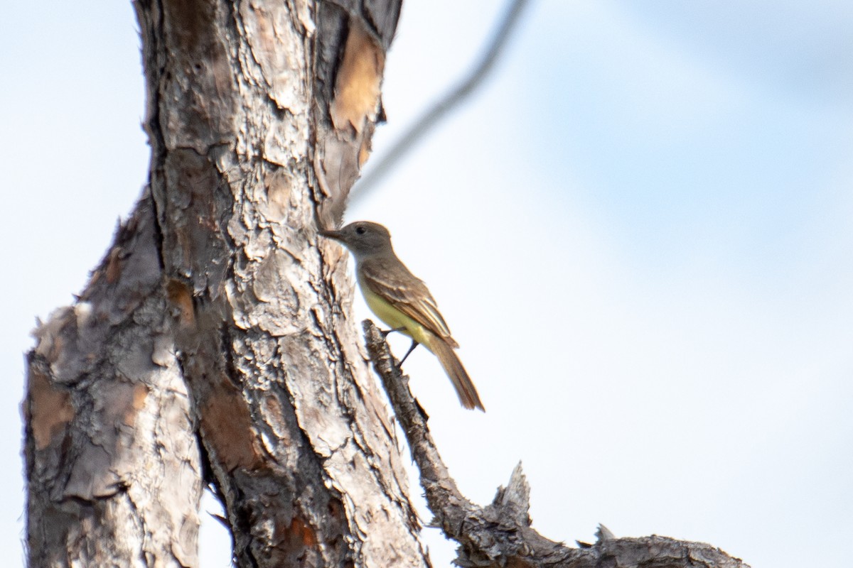 Great Crested Flycatcher - ML232858971