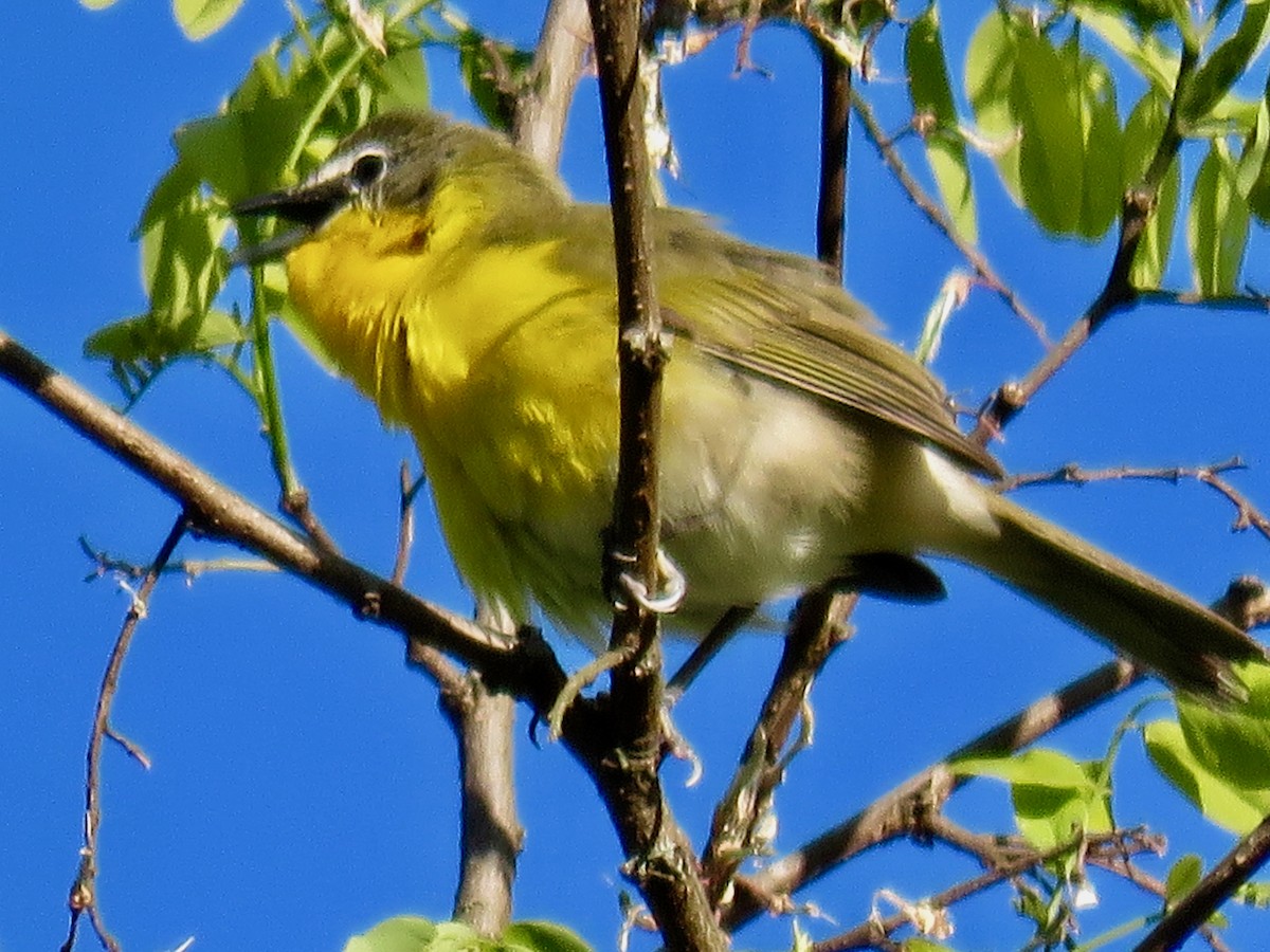 Yellow-breasted Chat - ML232860241