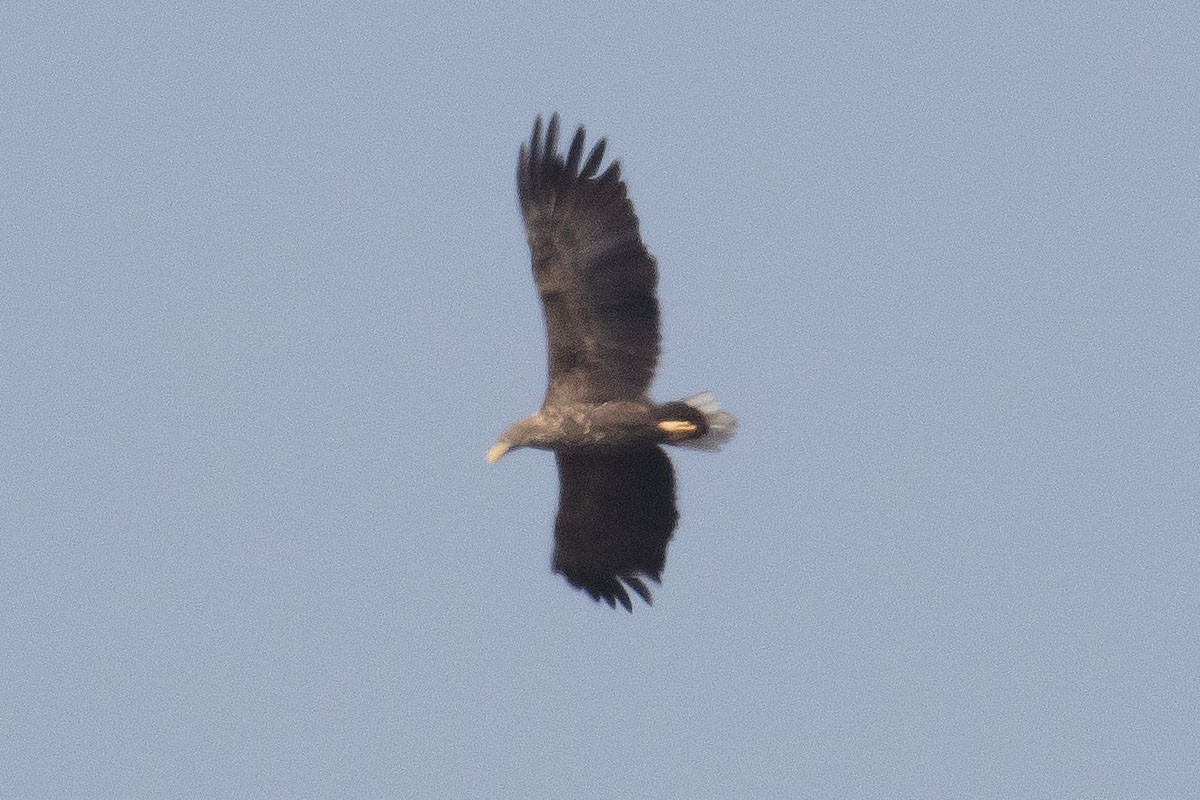 White-tailed Eagle - ML232860301