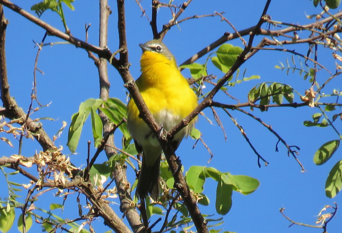 Yellow-breasted Chat - ML232860331