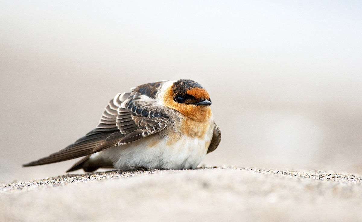 Cave Swallow - ML232868941