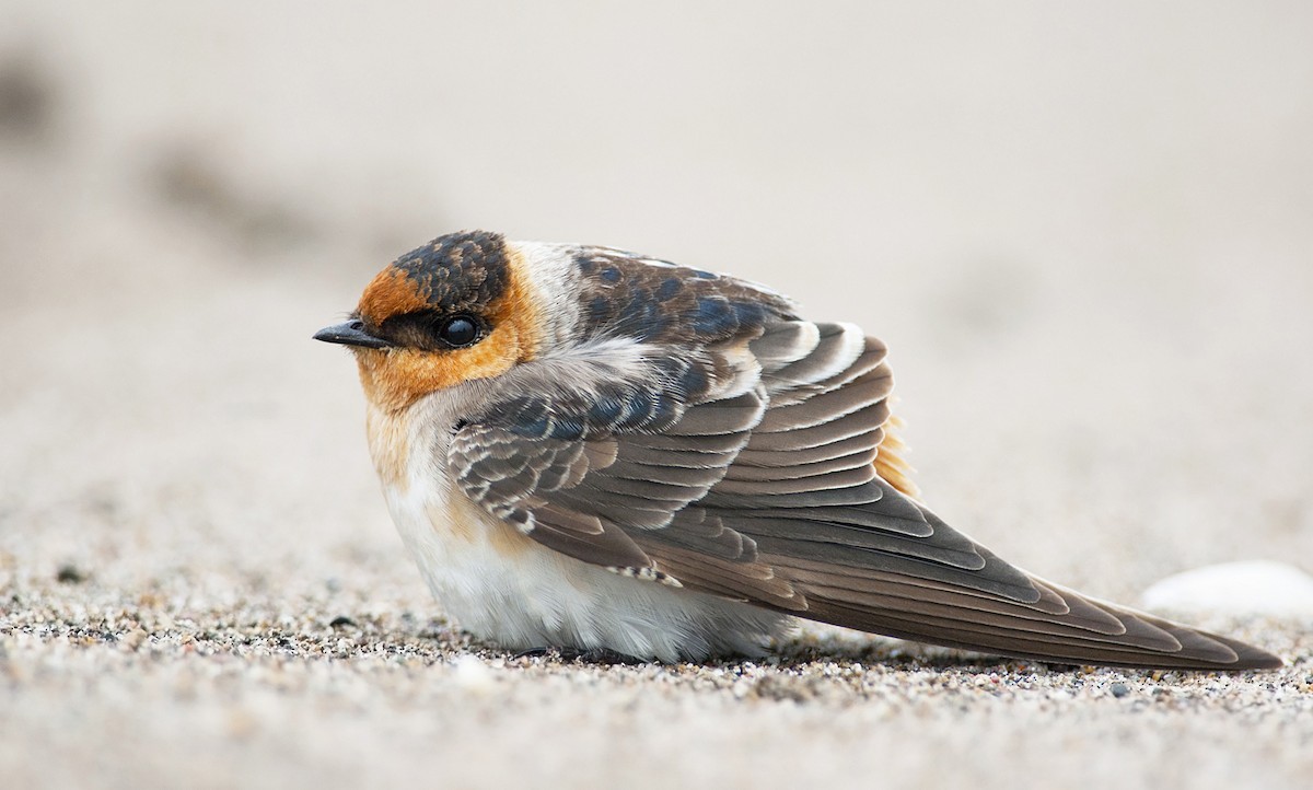 Cave Swallow - ML232868971