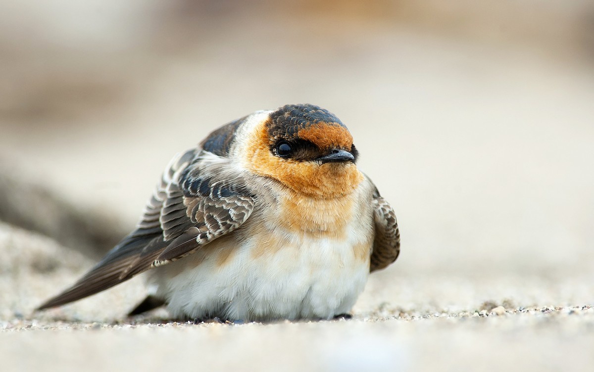 Cave Swallow - ML232868991