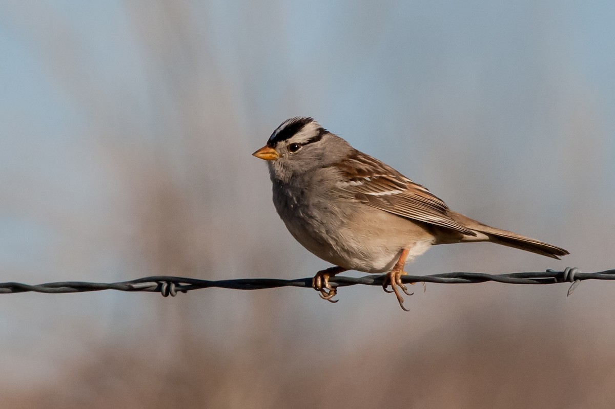 White-crowned Sparrow - Chris Jones