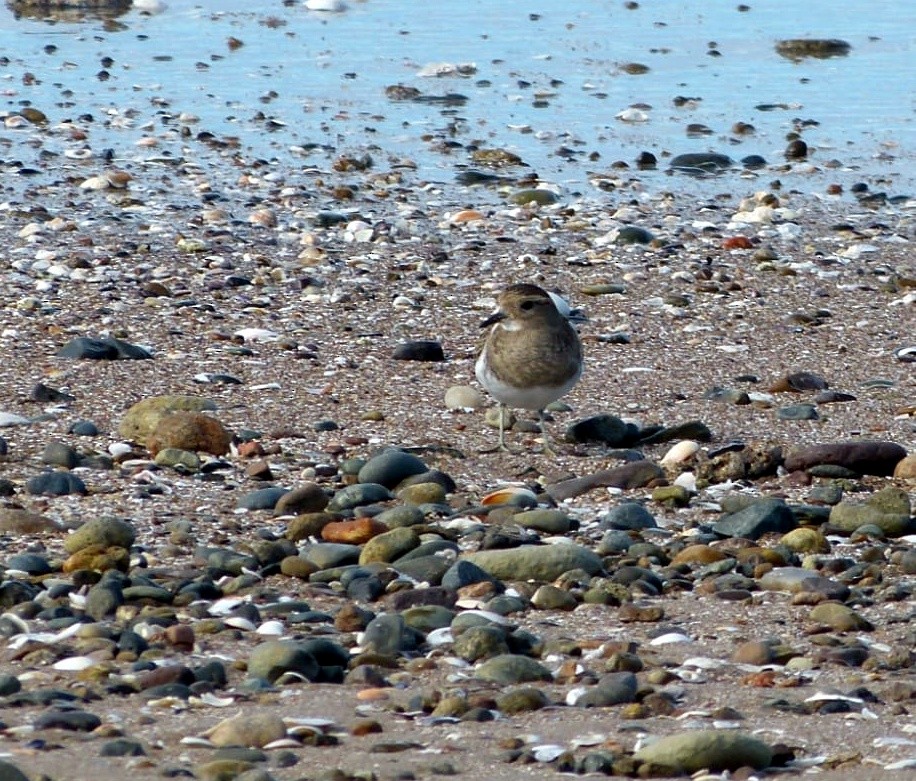 Rufous-chested Dotterel - ML232869701