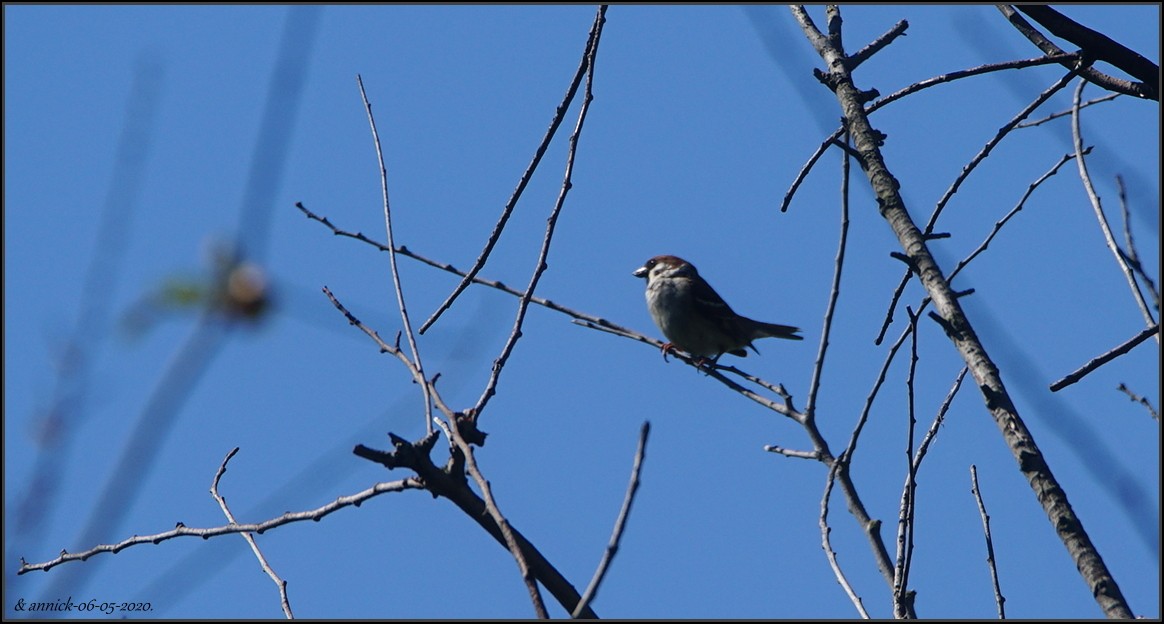 Eurasian Tree Sparrow - ML232873931