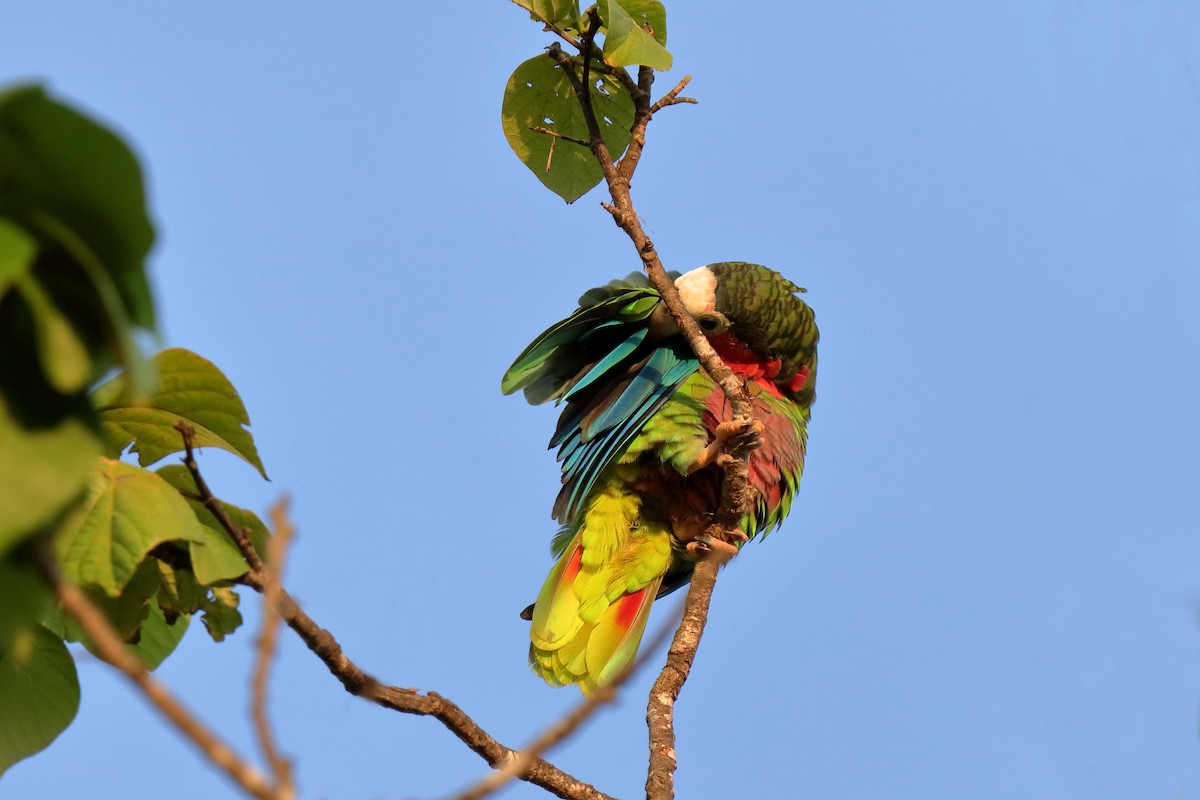 Cuban Parrot (Cuban) - ML232875431