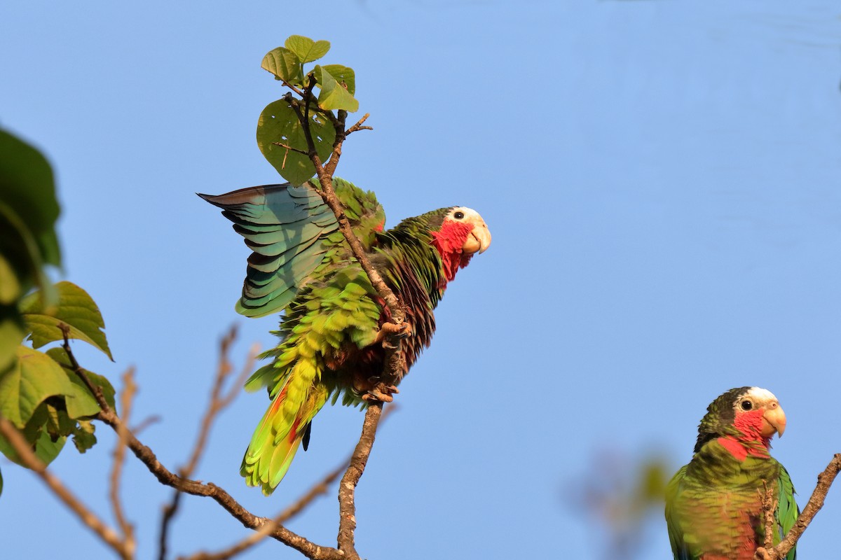 Cuban Parrot (Cuban) - ML232875441