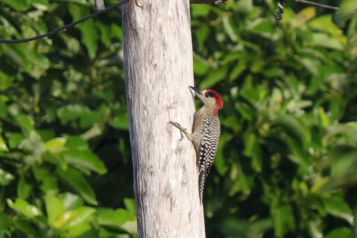 West Indian Woodpecker - Holger Teichmann