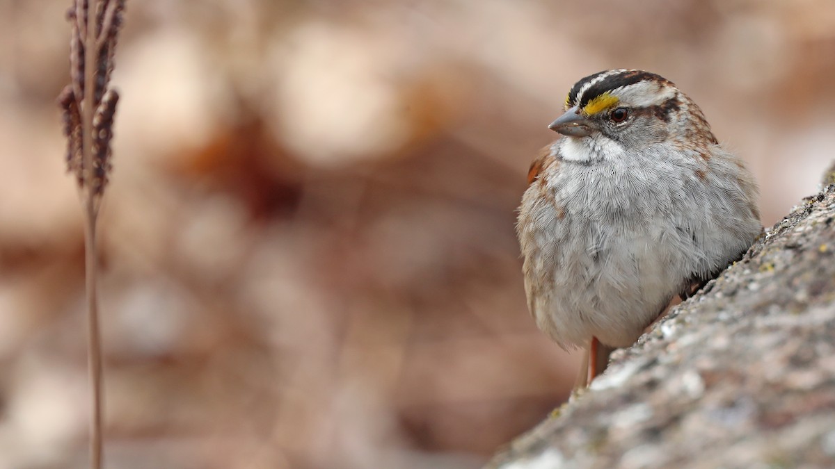 White-throated Sparrow - Daniel Jauvin