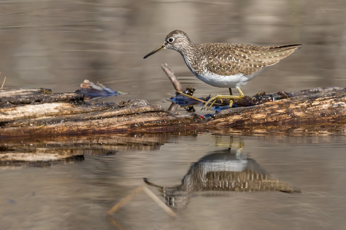 Solitary Sandpiper - Kyle Blaney
