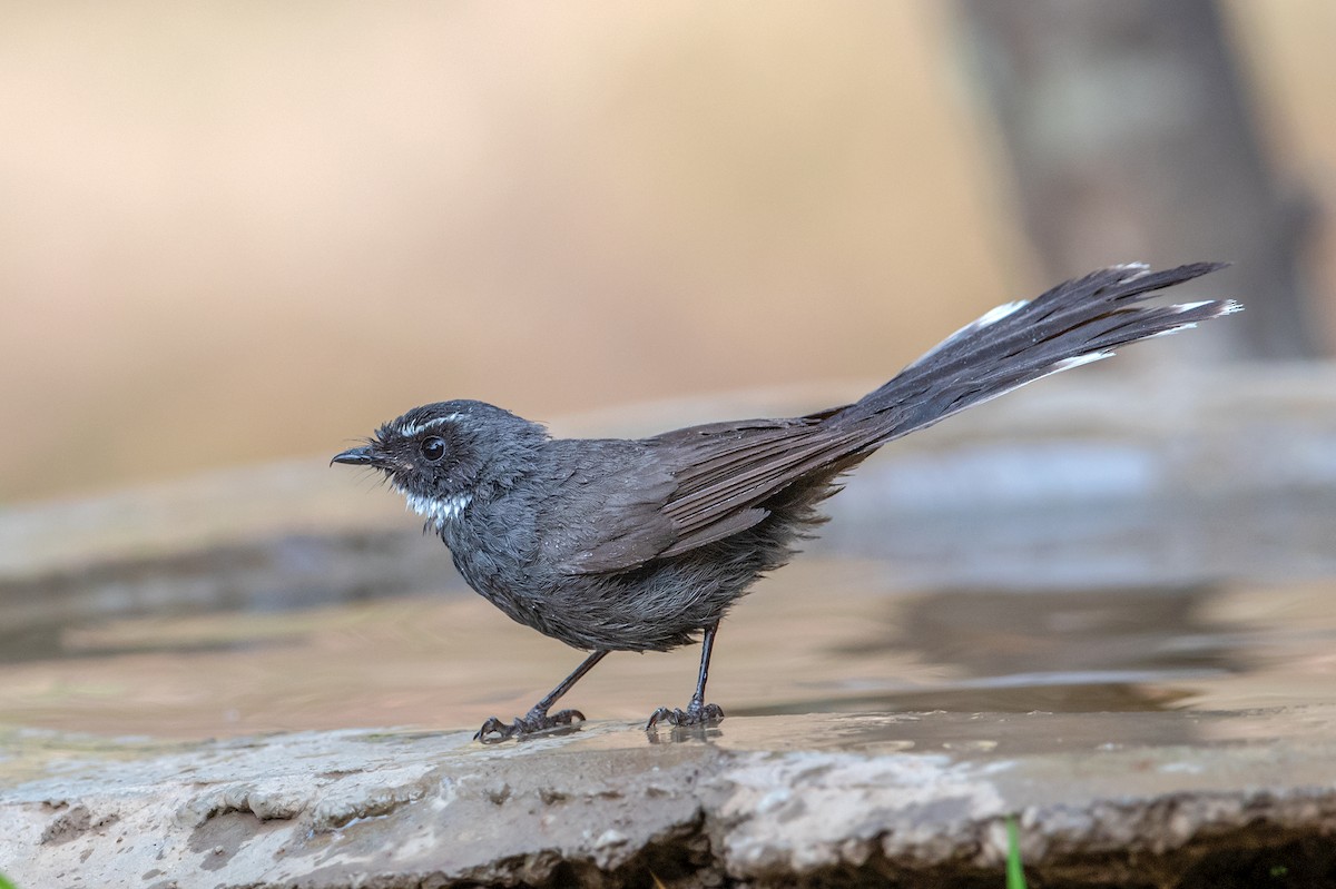 White-throated Fantail - ML232885661