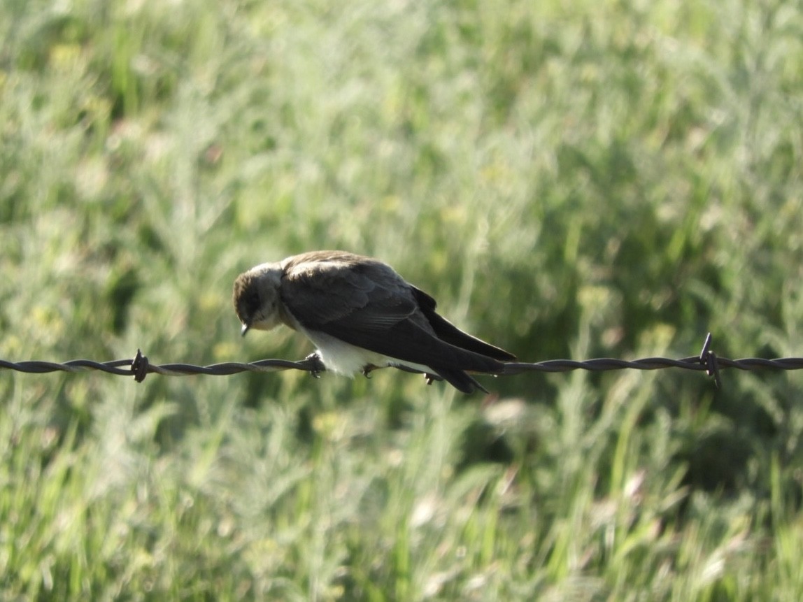 Northern Rough-winged Swallow - ML232886741