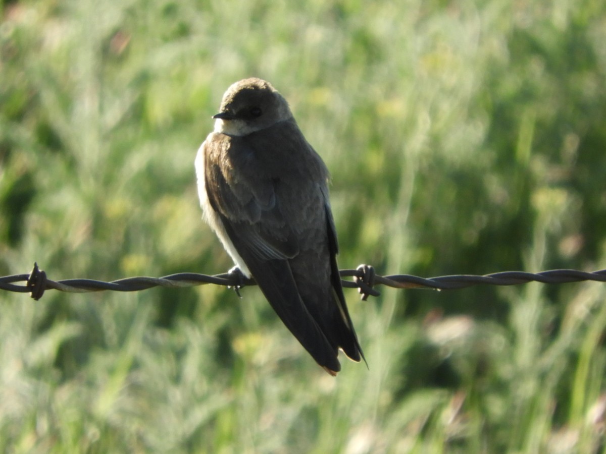 Northern Rough-winged Swallow - Jay Breidt