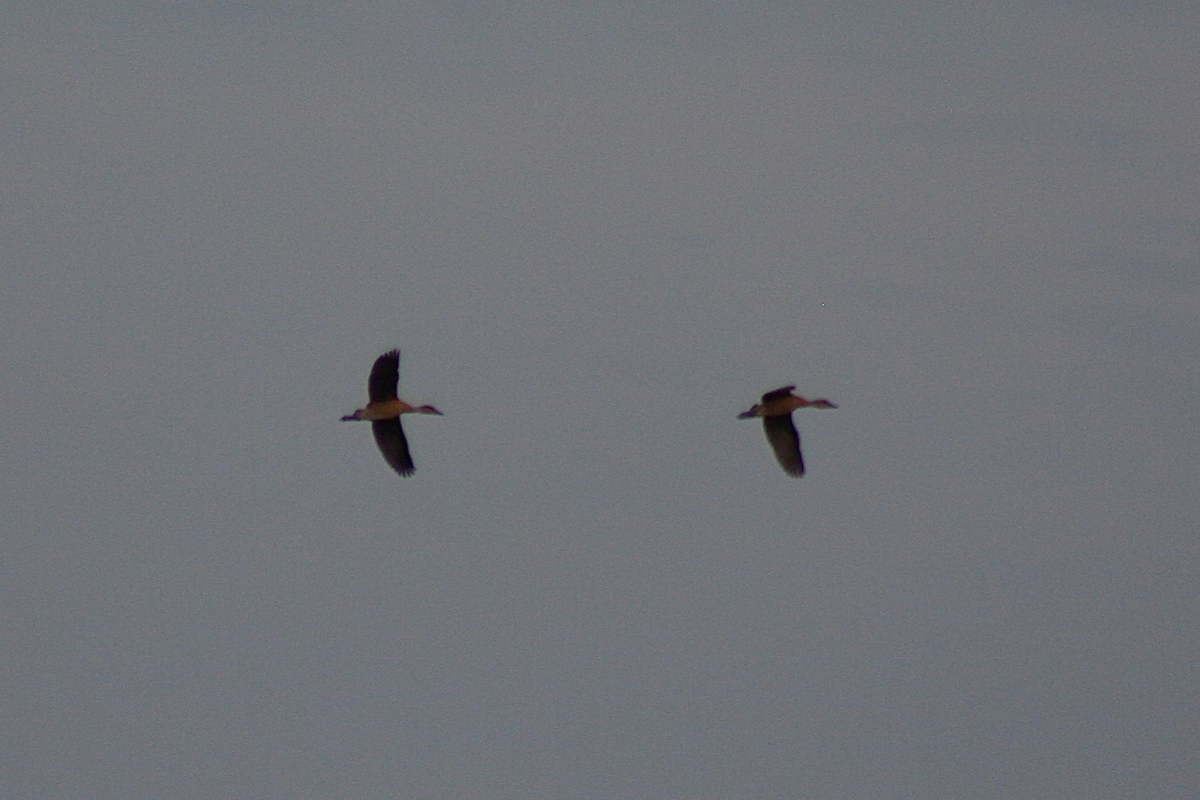Fulvous Whistling-Duck - ML232888221