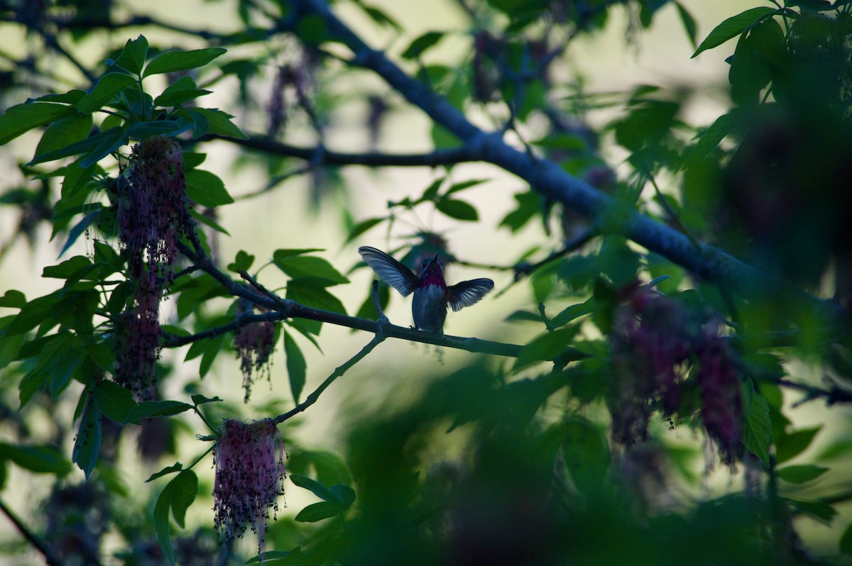 Calliope Hummingbird - Holly Minor