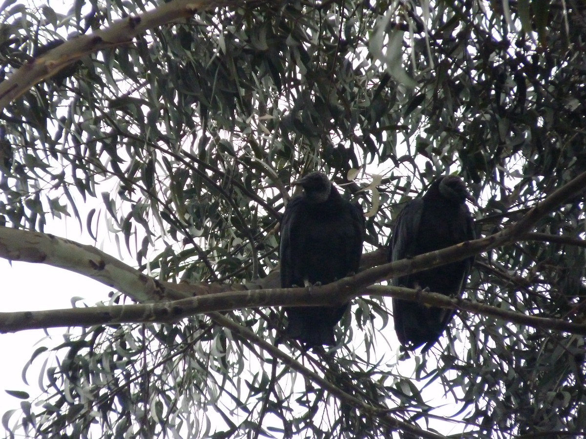 Black Vulture - ML232892091