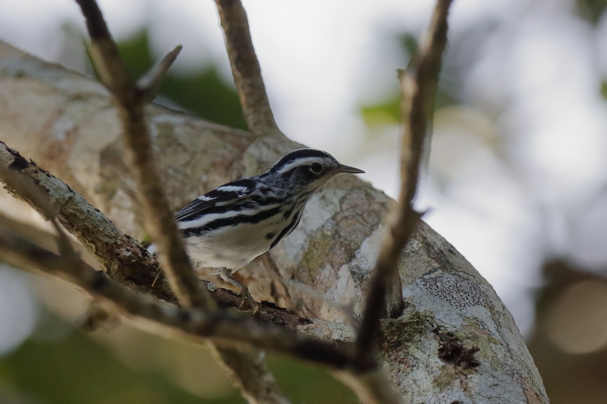 Black-and-white Warbler - ML232892501