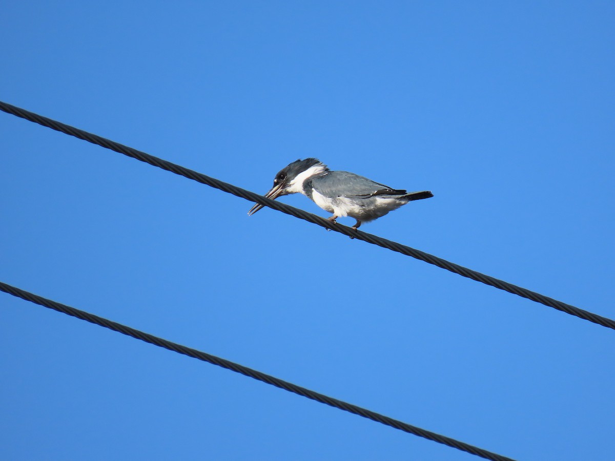 Belted Kingfisher - ML232892691