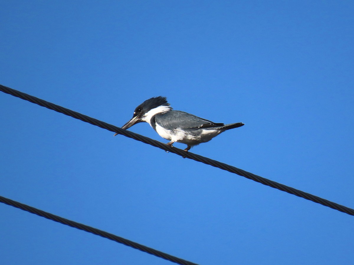 Belted Kingfisher - ML232892821