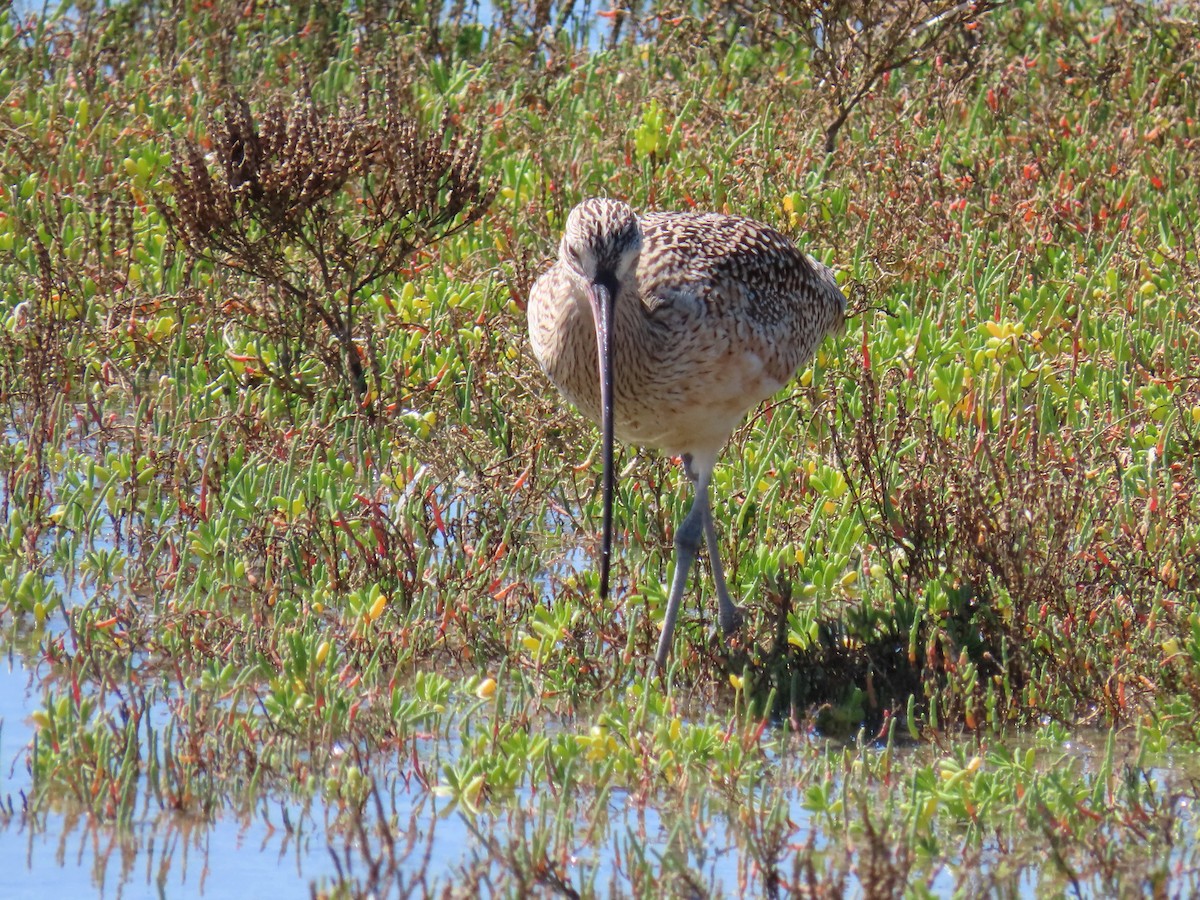 Long-billed Curlew - ML232896721