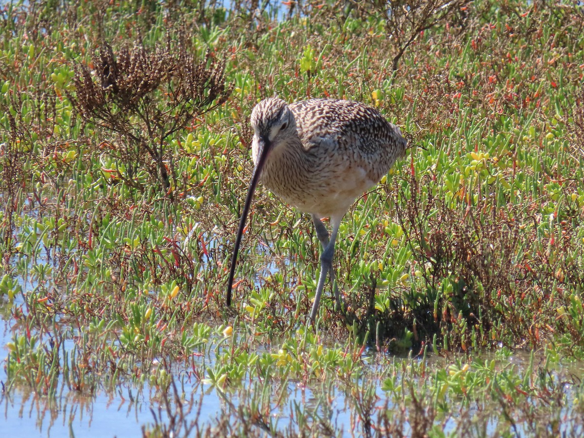 Long-billed Curlew - ML232896771