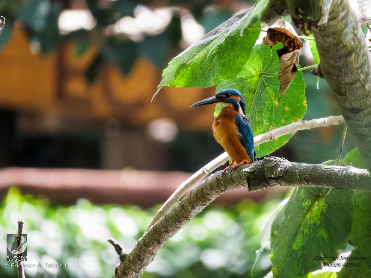 Common Kingfisher - Erickson Tabayag