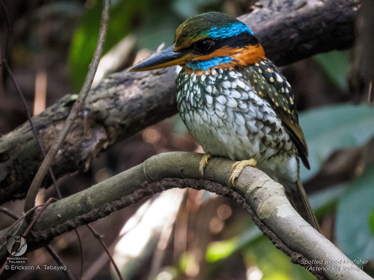 Spotted Kingfisher - Erickson Tabayag