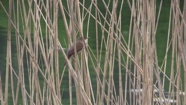 Common Reed Warbler - ML232899941