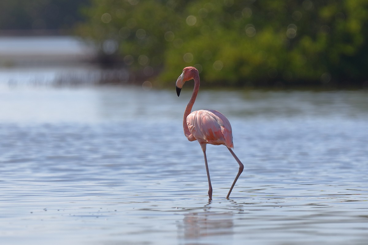 Amerika Flamingosu - ML232900621