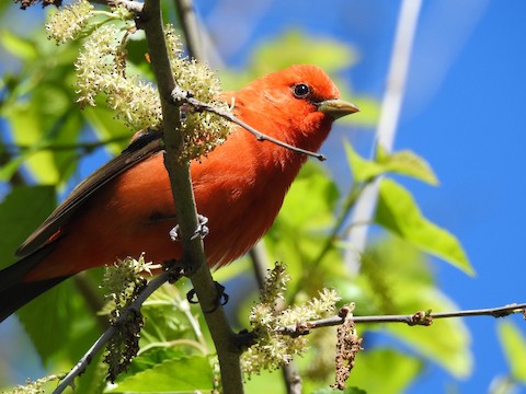 Focus on the Scarlet Tanager - Pennsylvania eBird