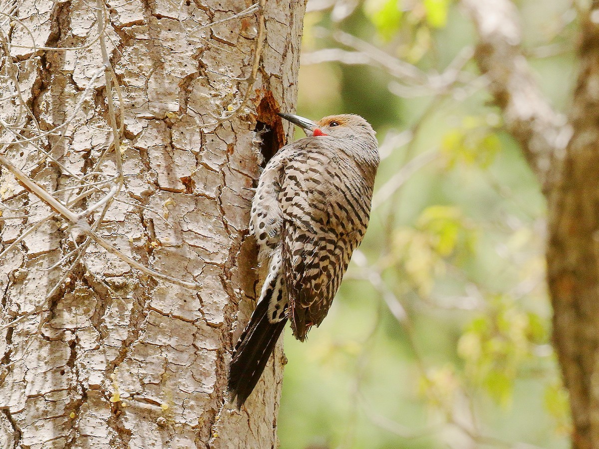 Northern Flicker (Red-shafted) - ML232901761