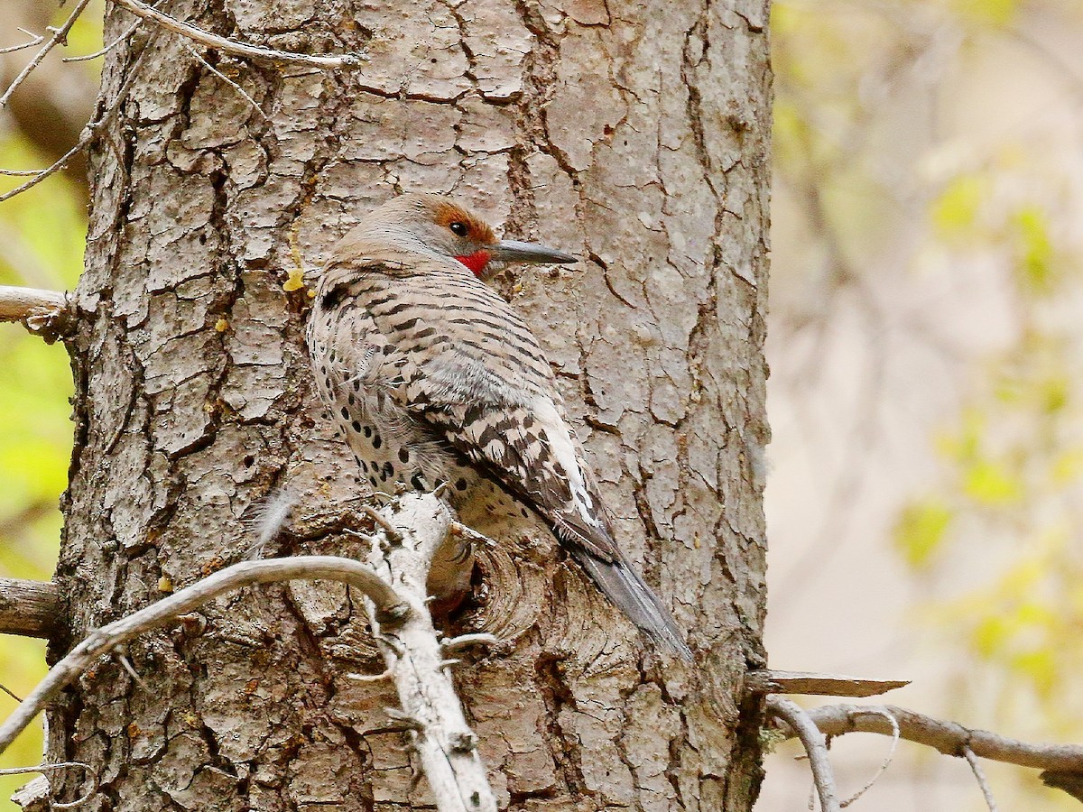 Northern Flicker (Red-shafted) - ML232901781