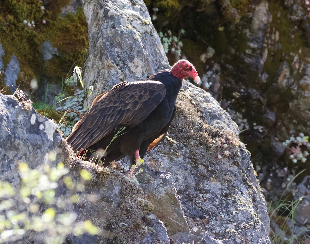 Turkey Vulture - Liam Ragan