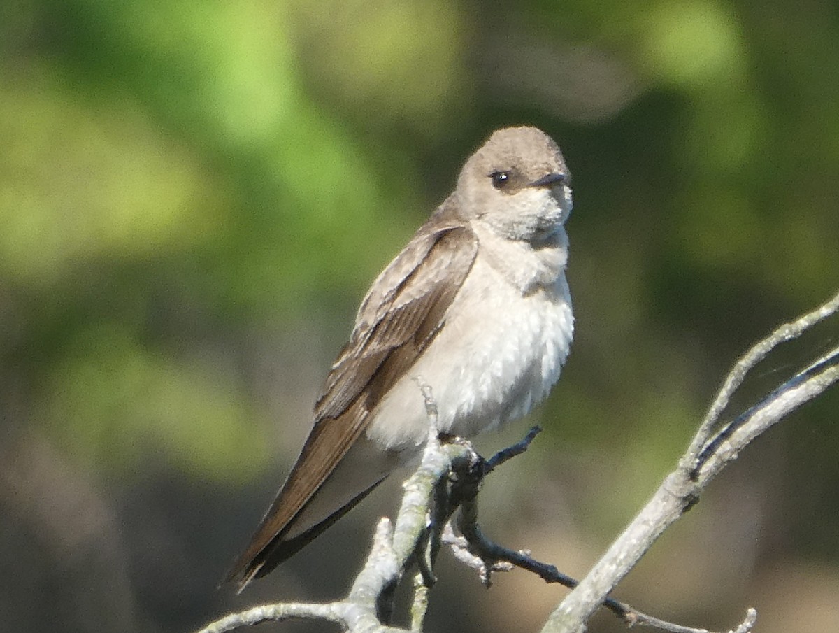Northern Rough-winged Swallow - Greenbelt  Marc