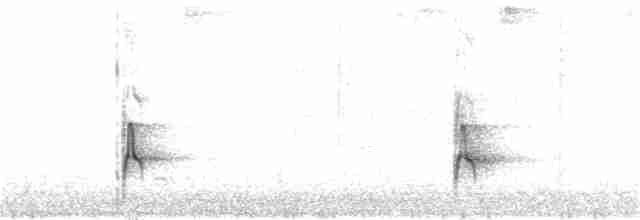 Weißbinden-Ameisenvogel - ML232904021