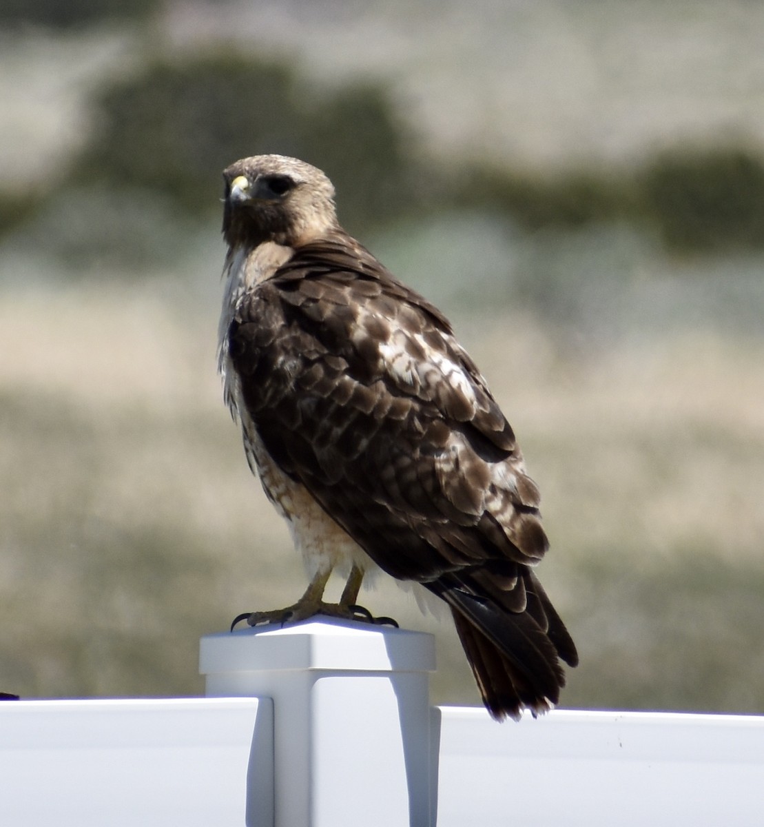 Red-tailed Hawk - ML232905561