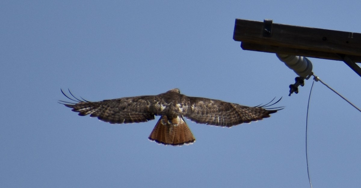 Red-tailed Hawk - ML232905571