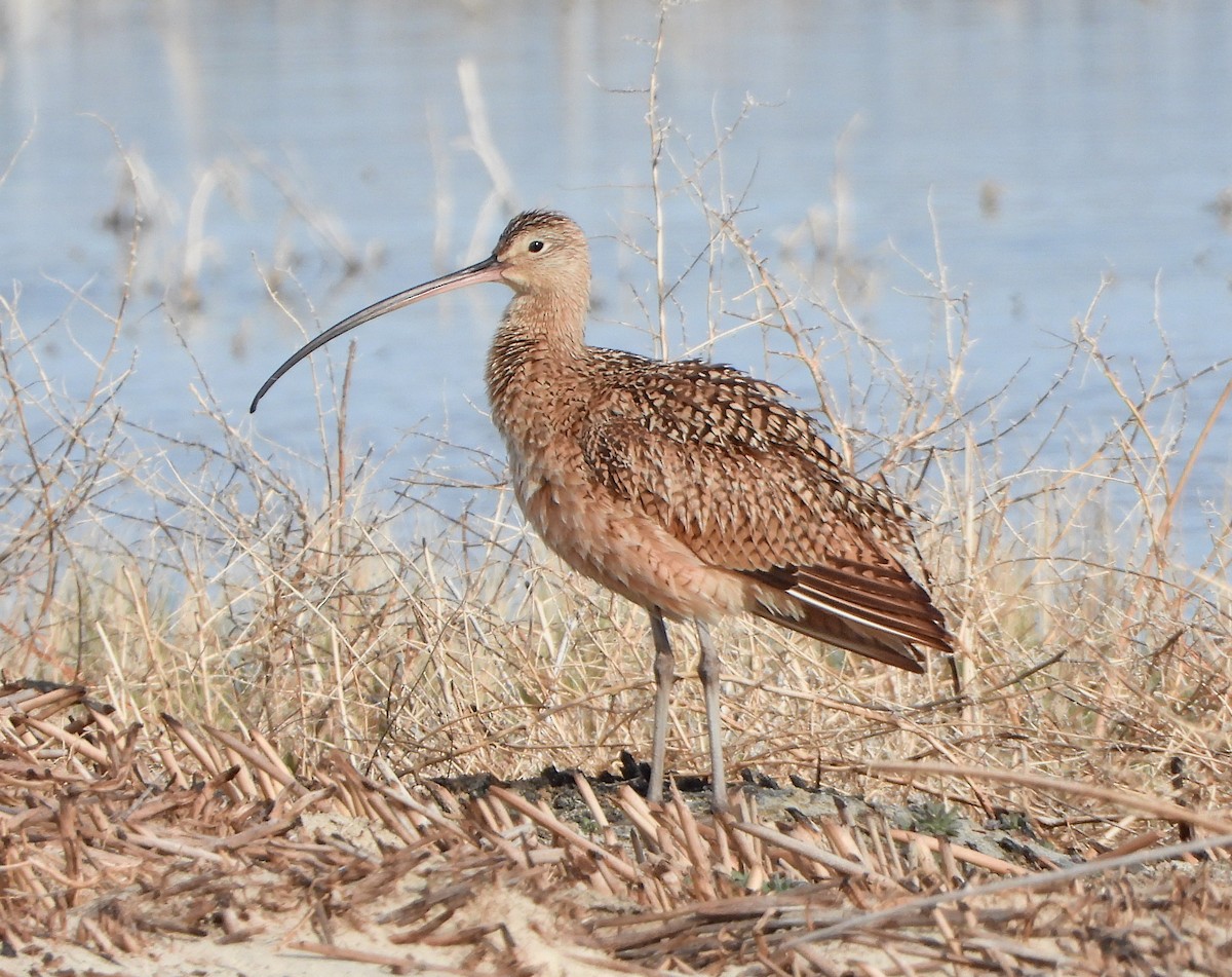 Long-billed Curlew - ML232906361