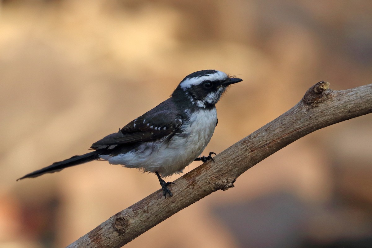White-browed Fantail - ML232910391