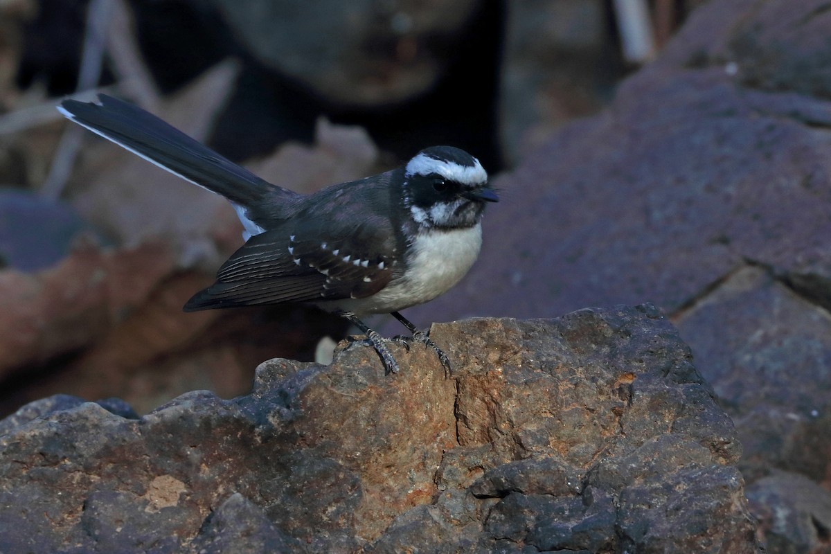 White-browed Fantail - ML232910531