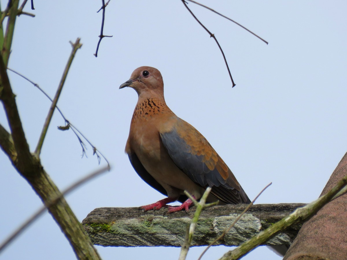 Laughing Dove - ML232911171