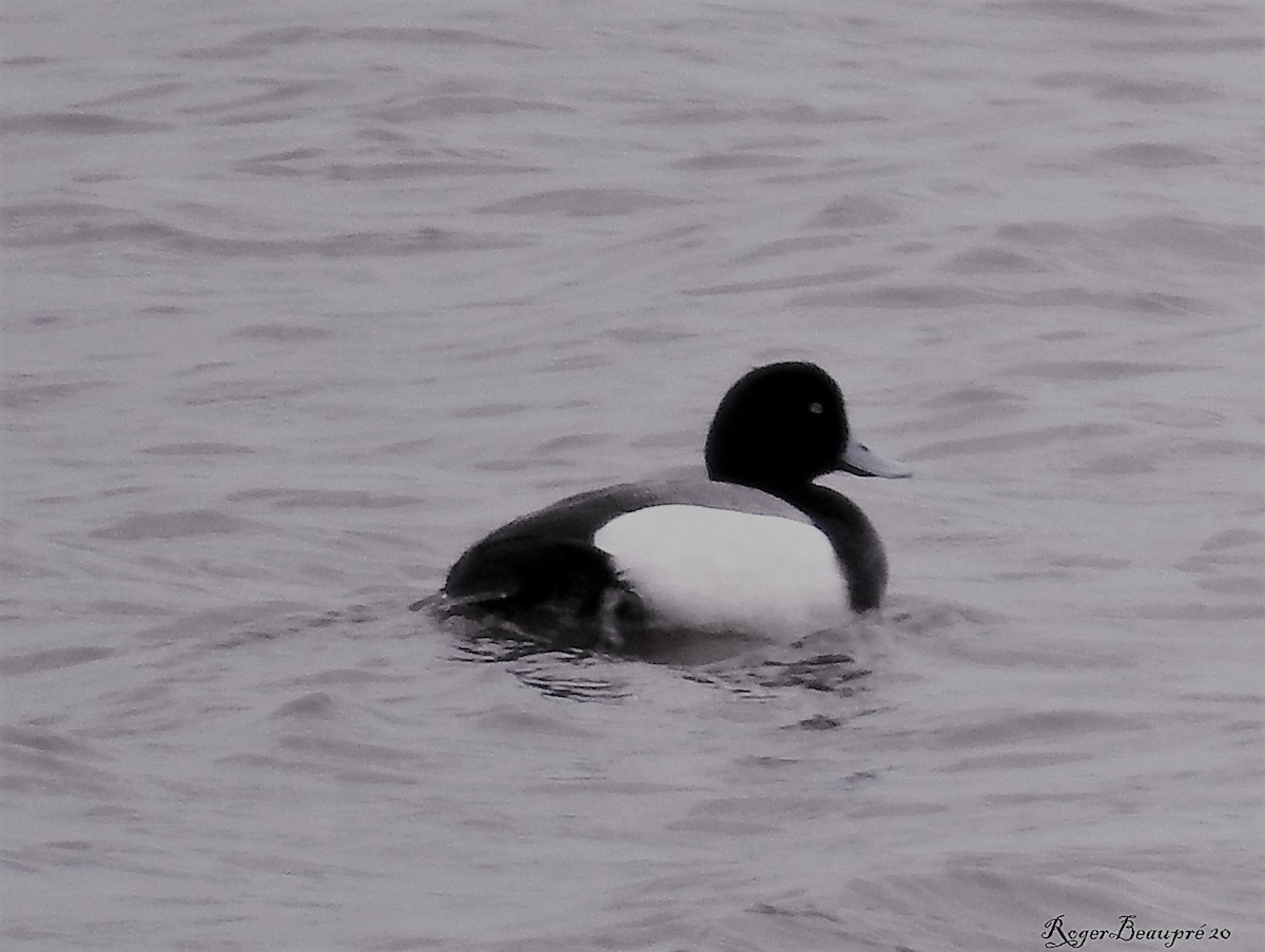 Greater Scaup - roger beaupre
