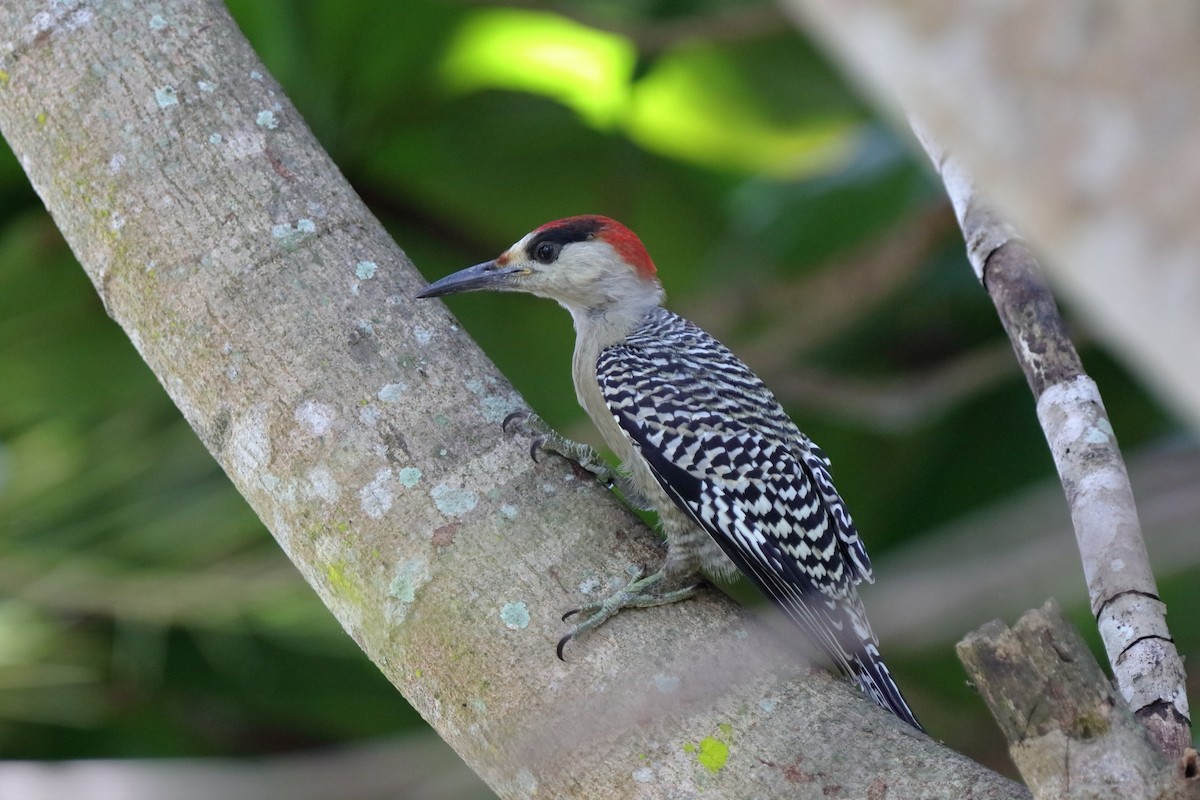West Indian Woodpecker - ML232912191