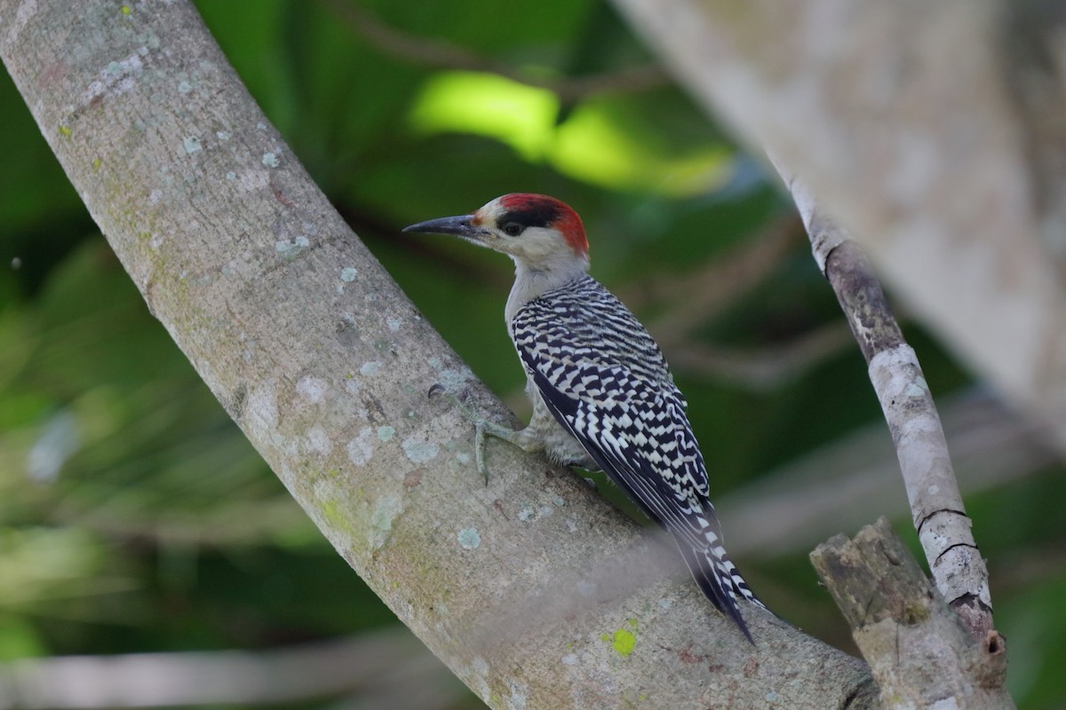 West Indian Woodpecker - ML232912211