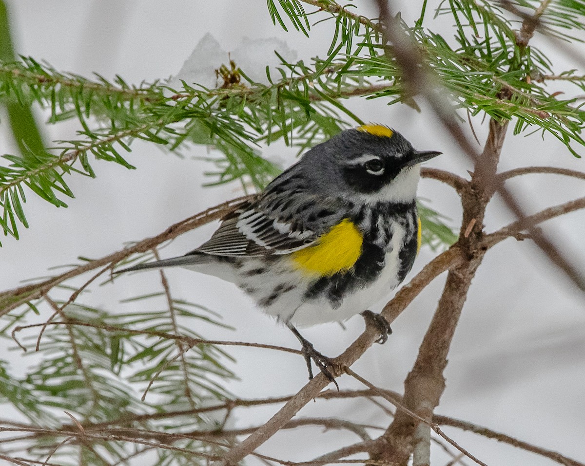 Yellow-rumped Warbler - thomas berriman