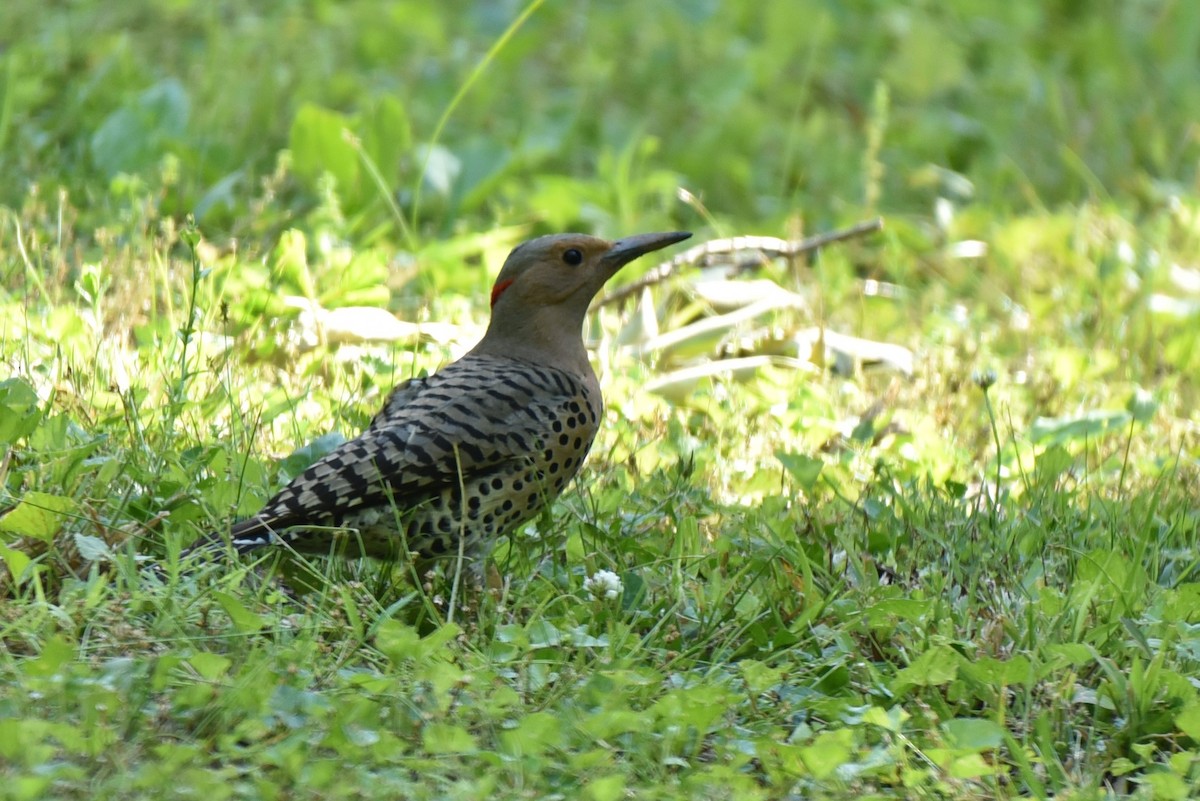 Northern Flicker (Yellow-shafted) - ML232915041