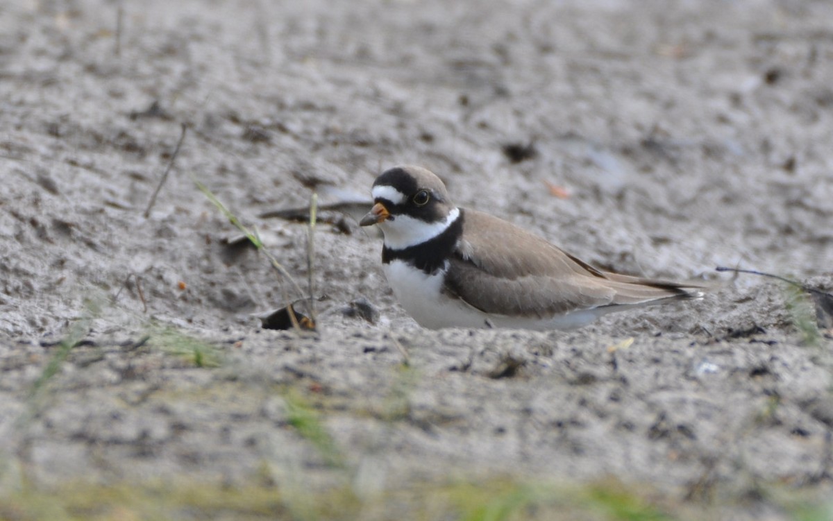 Semipalmated Plover - ML232916611