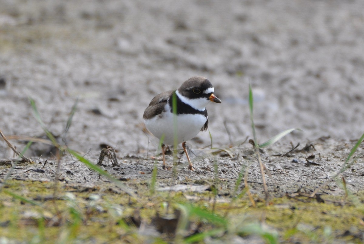 Semipalmated Plover - ML232916671